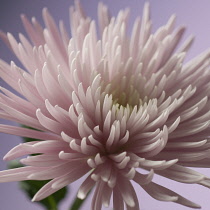 Chrysanthemum, Dendranthema.