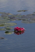 Waterlily, Nymphaea.