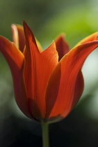 Tulip, Tulipa.