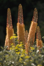 Foxtail lily, Eremurus x isabellinus 'Cleopatra'.