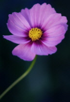 Cosmos, Cosmos bipinnatus.