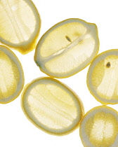 Lemon, Citrus limon.