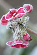 Pelargonium.