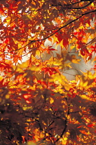 Japanese Maple, Acer palmatum ozakazuki.