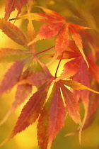 Japanese Maple, Acer palmatum.