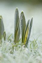 Daffodil, Narcissus.