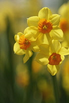 Daffodil, Narcissus.