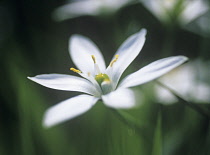 Star-of-Bethlehem, Ornithogalum.