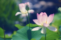 Lotus, Sacred lotus, Nelumbo nucifera.