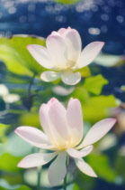 Lotus, Sacred lotus, Nelumbo nucifera.