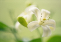 Orange Jessamine, Murraya paniculata.