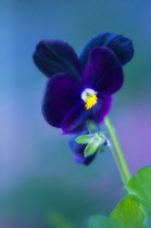 Pansy, Viola wittrockiana.