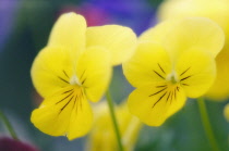 Pansy, Viola wittrockiana.