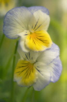 Pansy, Viola wittrockiana.