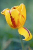 Tulip, Tulipa.