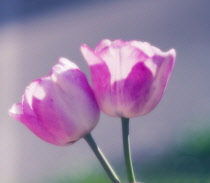 Tulip, Tulipa.