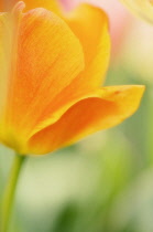 Tulip, Tulipa.