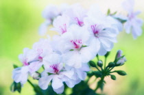 Pelargonium, Pelargonium x hortorum.