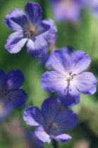 Geranium, Cranesbill, Geranium x magnificum.