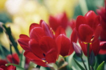 Tulip, Tulipa.