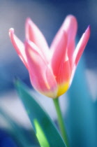 Tulip, Tulipa.