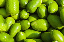 Citrus fruit. Fresh, bright green citrus lemons.