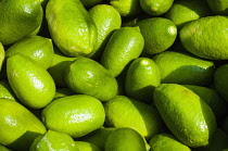 Citrus fruit. Fresh, bright green citrus lemons.