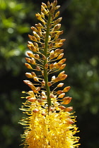 Foxtail lily, Eremurus x isabellinus Cleopatra. Close view of spike of orange and copper coloured flowers. England, West Sussex, Chichester,