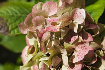 Hydrangea cultivar. Bee on cream and pink freckled Hydrangea flowers.