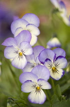 Viola cultivar. Group of flowers with delicate cream and pale blue petals and yellow eye at centre.