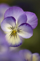 Viola cultivar. Flower with delicate cream and pale purple-blue petals and yellow eye at centre.