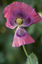 Poppy, Papaver somniferum. Single flower with with fading petals begining to fall away and stamens detached from central, developing seed head.