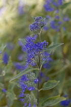 Caryopteris cultivar. Single stem in foreground of others with clusters of small, blue flowers with prominent stamens and grey, green leaves.