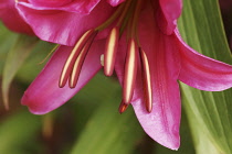 Lily. Close cropped view of dark pink single flower and protruding stamens.