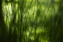 View through some grasses,