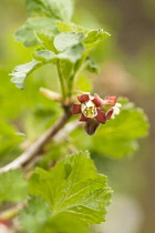 Jostaberry, Ribes x nidigrolaria , growing on the plant.