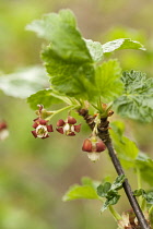 Jostaberry, Ribes x nidigrolaria , growing on the plant.