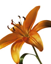 Lily, Lilium.