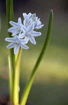 Squill, Puschkinia scilloides.