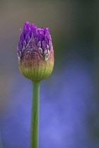 Allium.