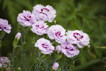 Pink or Clove pink, Dianthus 'Pike's pink', several fringed, double, pale pink flowers with magenta centres.