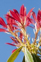 Fraser Photinia, Photinia x fraseri, looking up through plant toward blue sky.