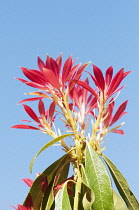 Fraser Photinia, Photinia x fraseri, looking up through plant toward blue sky.