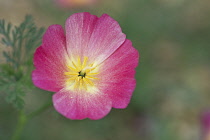 California poppy, Eschscholzia californica 'Carmine King', overhead view of pink flower showing yellow stamen with leaf in soft focus behind.