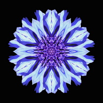 Flower Mandala, manipulated image created by multiplying section of plant into a complete geometric shape.