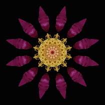 Flower Mandala, manipulated image created by multiplying section of plant into a complete geometric shape.