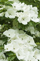 Dogwood, Flowering dogwood, Cornus 'venus', several white flowers.