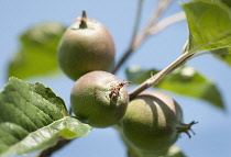 Apple, Apple 'winston', Malus domestica 'Winston', A small group of undeveloped apples with leaves in sunshine against a blue sky.