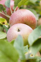 Apple, Malus domestica 'Dutch mignonne', Close view of two apples surrounded by leaves.