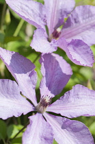 Clematis, Clematis 'Margaret Hunt', Two mauve flowers in sunshine.